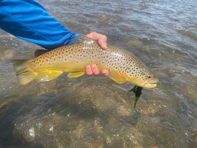 The Clearwater River
